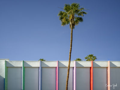 Palm tree, Californie