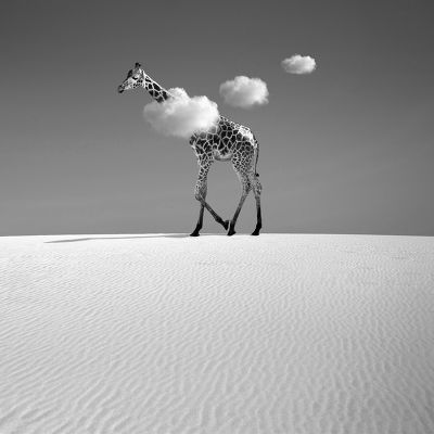 La girafe dans les nuages