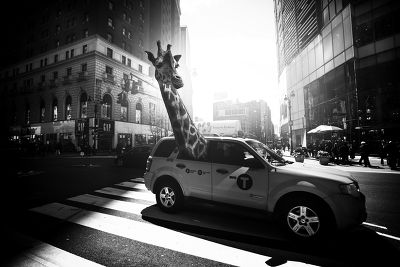 La girafe dans le taxi