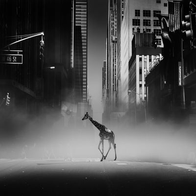 Une girafe à Time Square