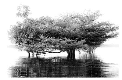 Pura Natureza - 4